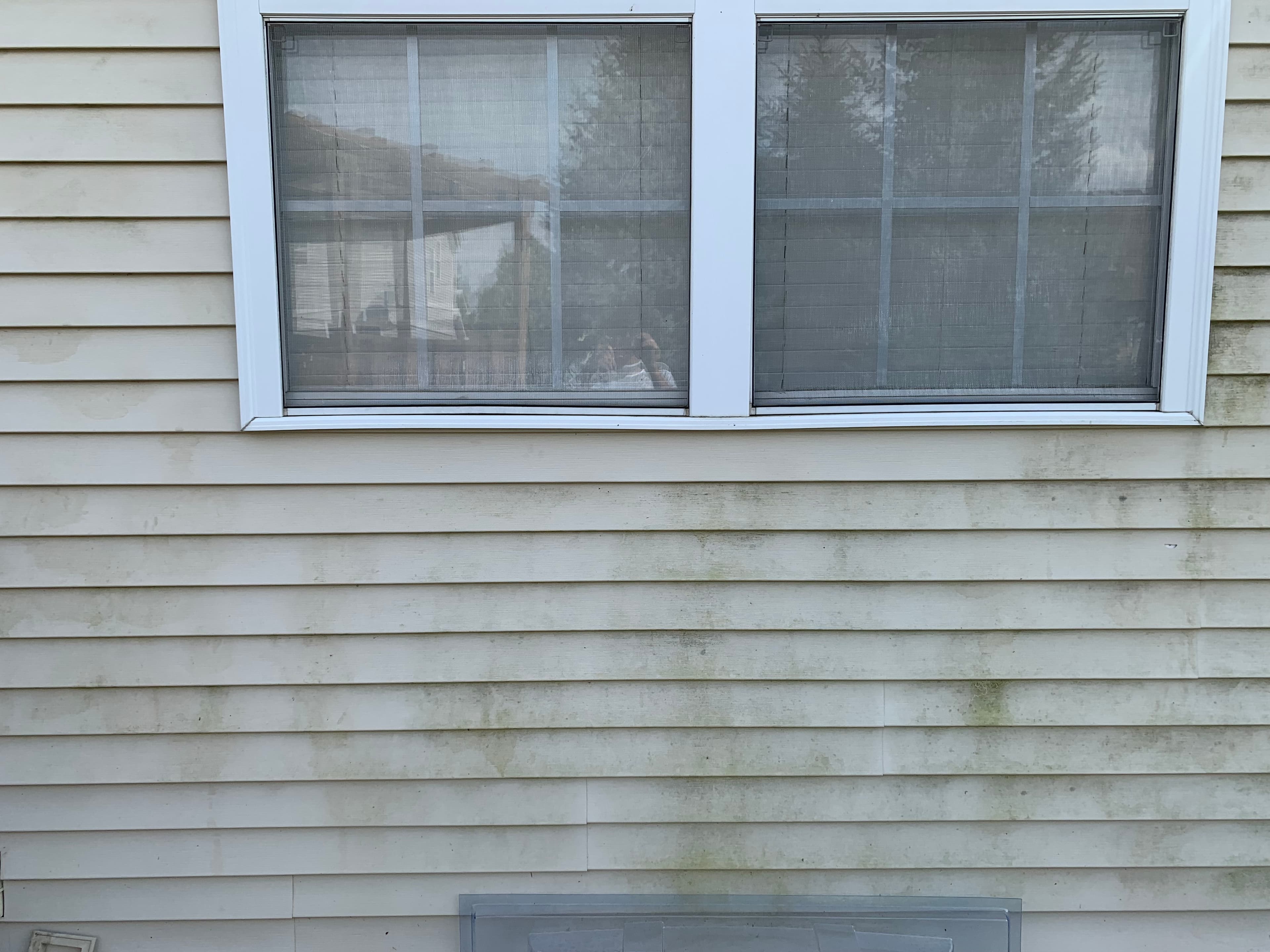 House Washing in Hobart reveals dirt and algae on vinyl siding beneath a window, highlighting pre-clean conditions.