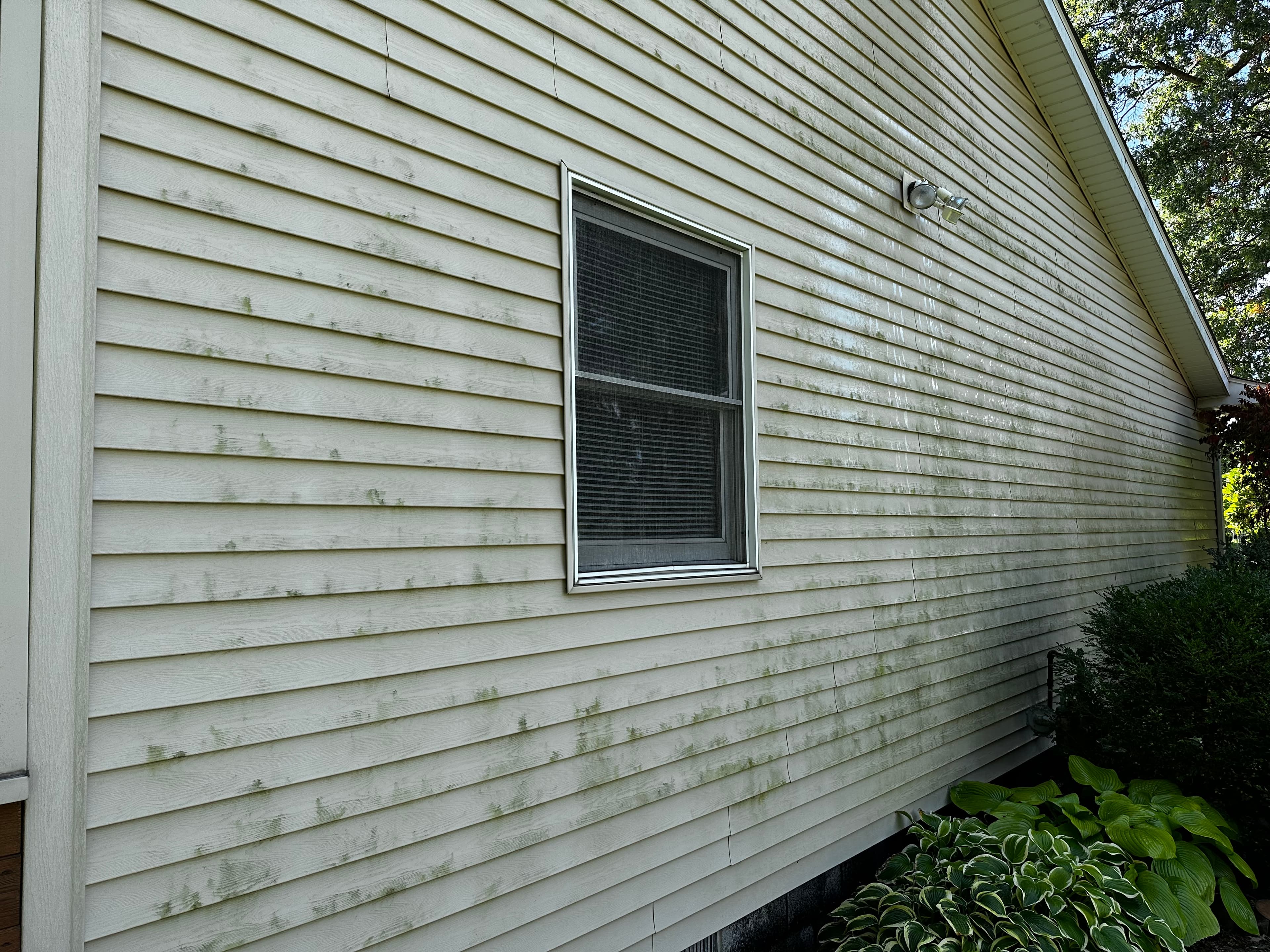Side view of algae-covered siding before house washing in Crown Point, illustrating extensive dirt accumulation.