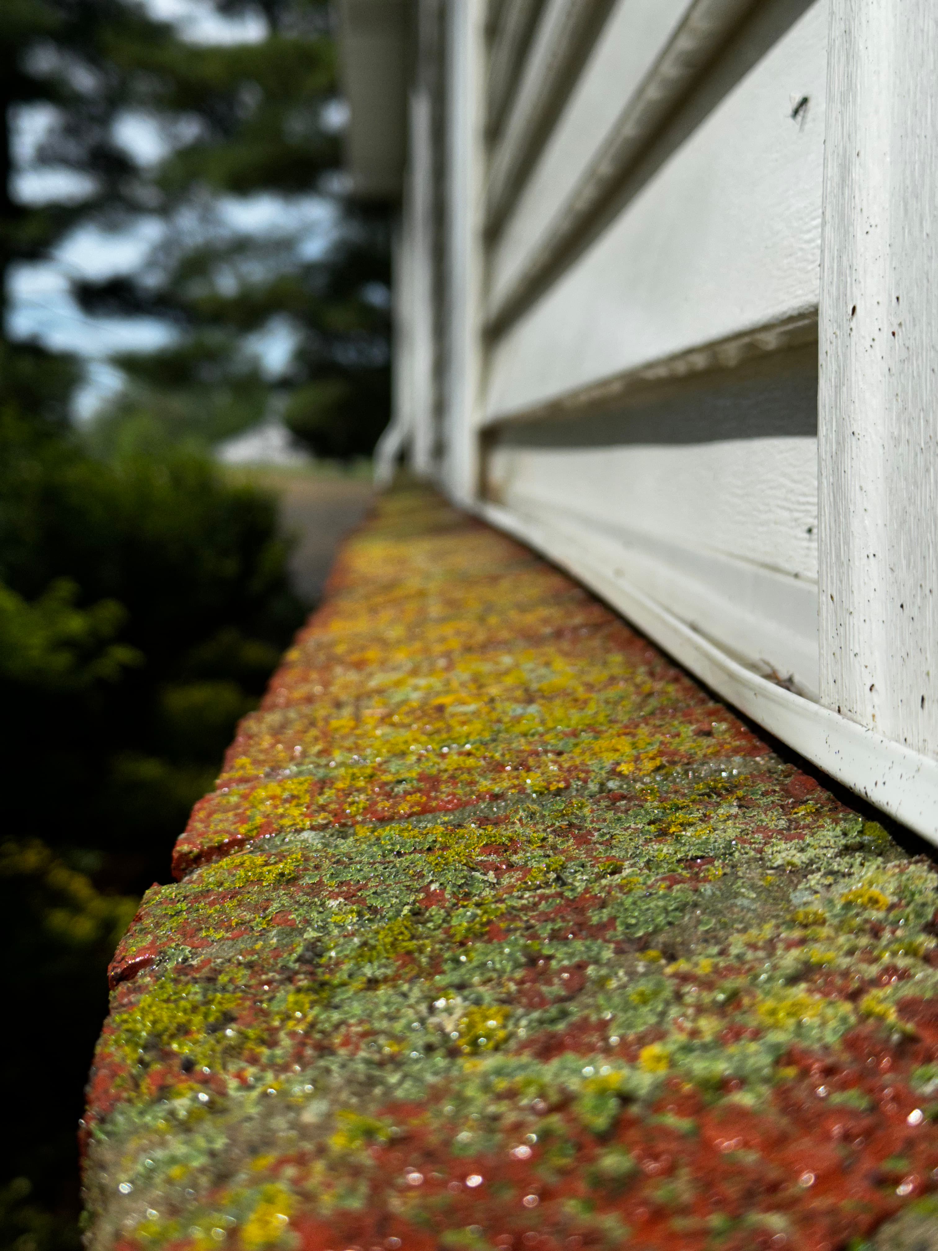 Close-up of colorful moss on brick ledge before house washing in Wheatfield, Indiana, highlighting detailed texture.