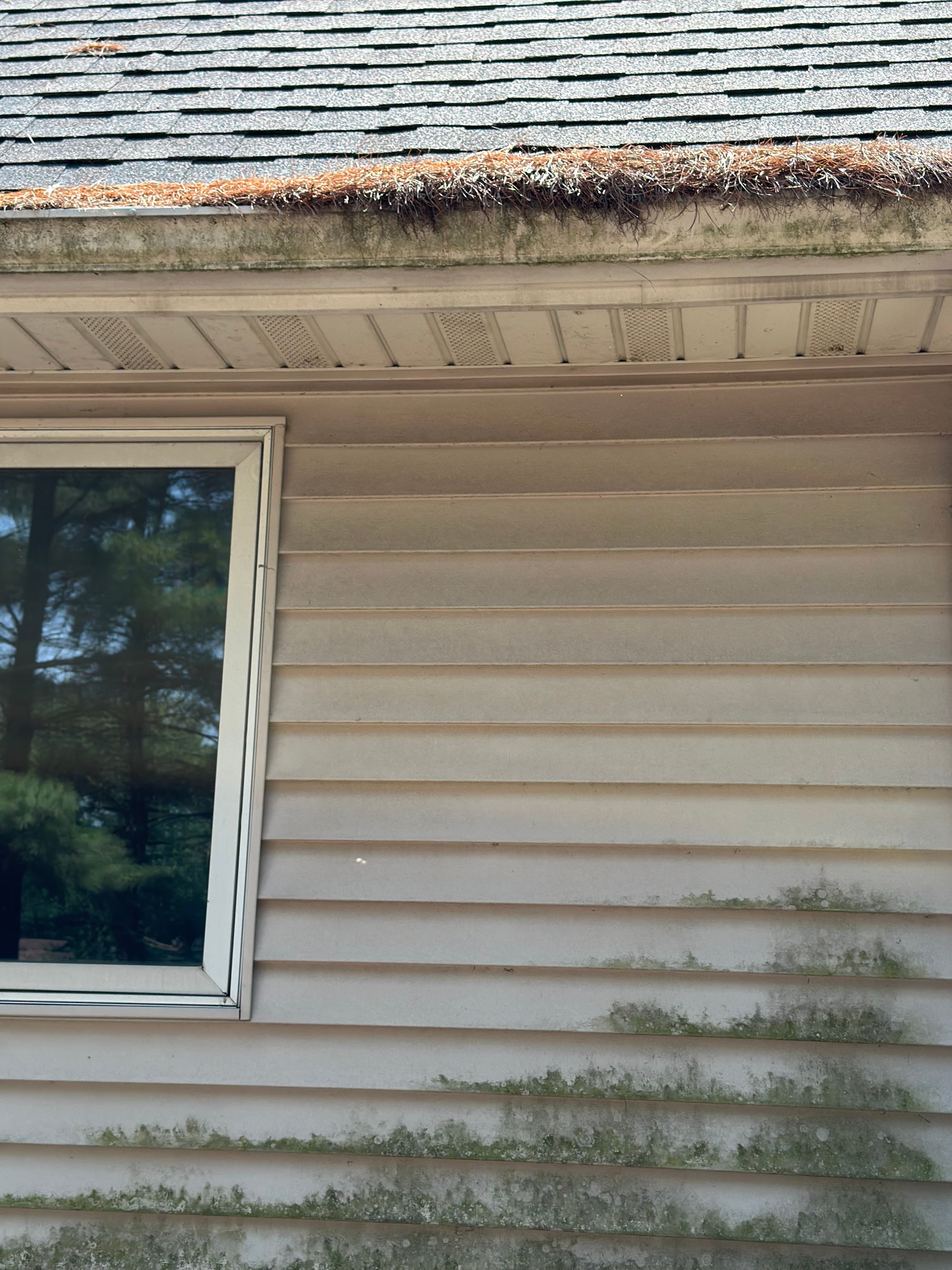 Close-up of algae growth on vinyl siding under a window in Hobart before house washing service.