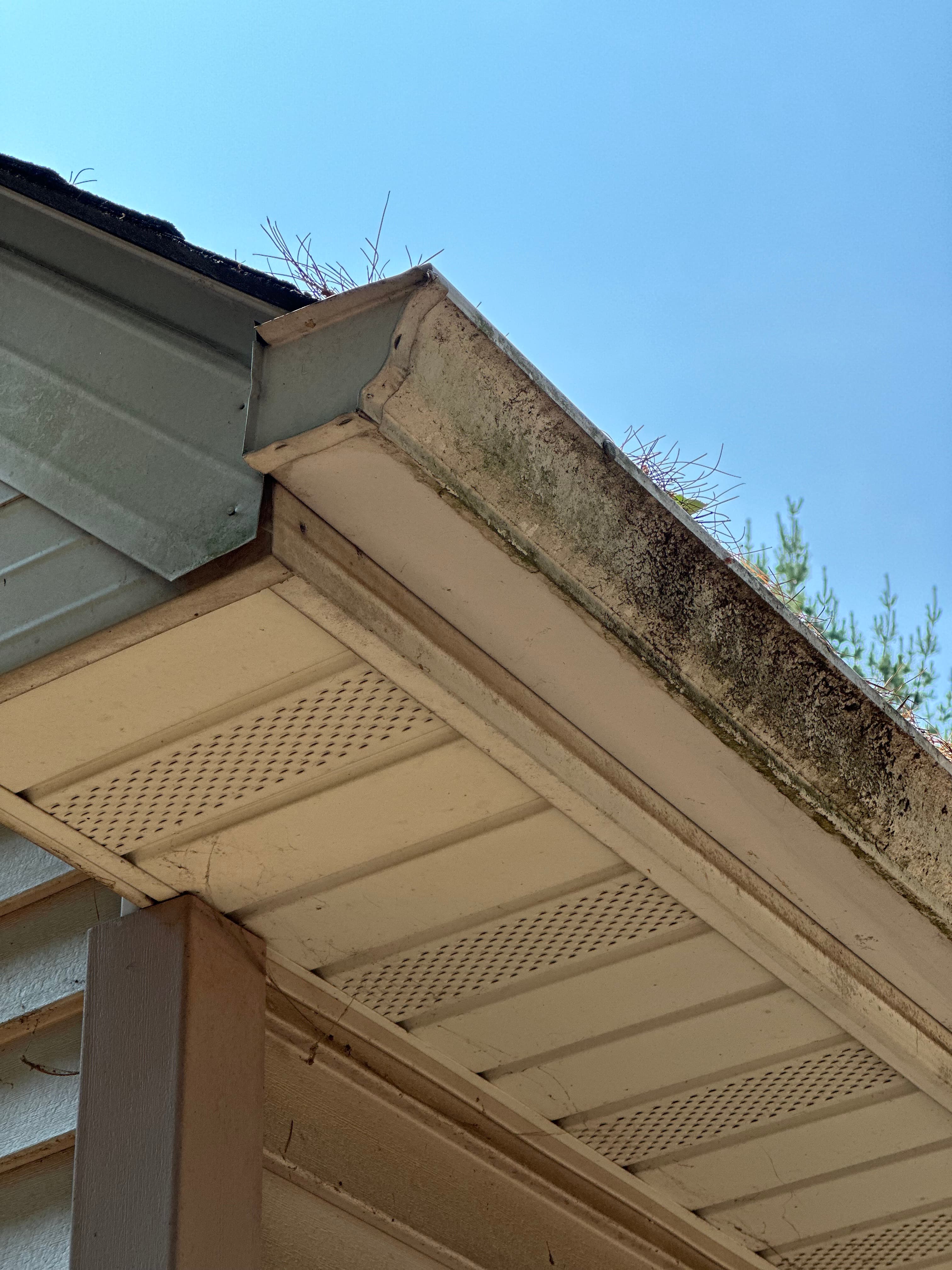 Gutter with moss and algae buildup on a house in Hobart, Indiana, prior to professional cleaning.